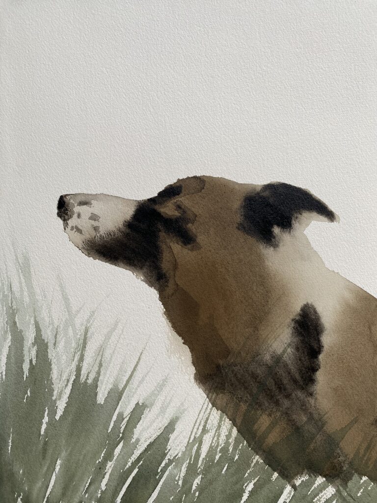 cane